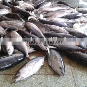 YELLOWFIN TUNA FEOZEN SEA FISH thumbnail-1