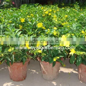 Allamanda Cathartica thumbnail-1