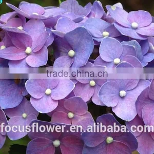 Cut Fresh Dark Purple Hydrangea Silk Flower Heads thumbnail-1