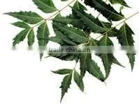 Azadiracta Indica thumbnail-2