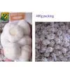 Pure White Garlic thumbnail-1