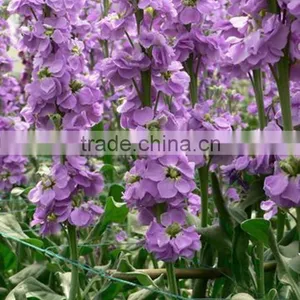 Fresh Cut Useful Cut Violet Flower thumbnail-2