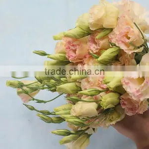 Fresh Top Sell Wholesale Fresh Lisianthus Flower thumbnail-5