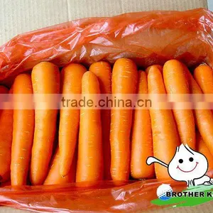 Fresh Carrot in Fresh Carrots,Organic Carrots thumbnail-2
