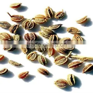 Celery Seed Oil (Fresh & Pure) thumbnail-1