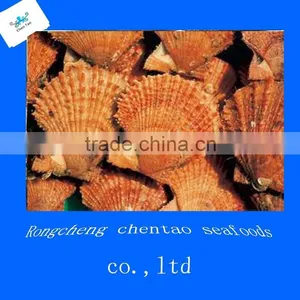 Valampuri Shell Frozen Fresh Scallops thumbnail-1