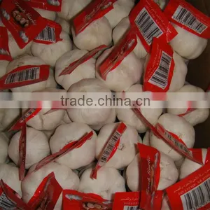 Super White Garlic thumbnail-3
