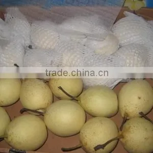 PEAR thumbnail-2