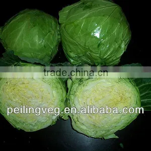 Shandong Fresh Purple Cabbage 2013 thumbnail-1