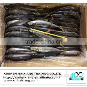 Frozen Whole Round Scad Mackerel Fish Prices thumbnail-2