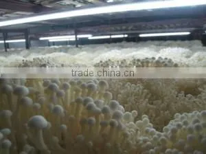 Refrigeration Cold Room for Fruits and Vegetables thumbnail-2