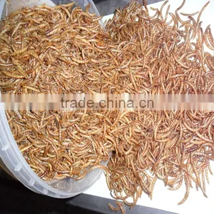 2.5---2.8cm Dried Mealworm for Pet (cat ,dog and Chicken) Food thumbnail-3