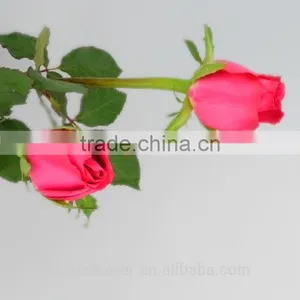 Natural Pink Rose Flowers Fresh Cut Flowers Big Pink Rose for Wedding Decoration thumbnail-5