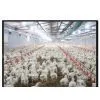 Poultry Farming Equipment thumbnail-1