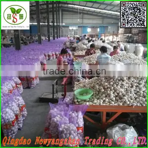 Pollution-free Garlic/pure White Garlic, Garlic Exports thumbnail-3