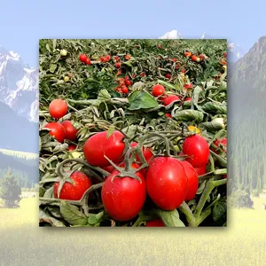 High Quality Organic High Concentrated Fresh Ketchup Sauce Sweet Sour Taste 12 Months Shelf Life Wholesale Bulk Supply Tomato thumbnail-5