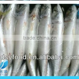 Frozen Pacific Macherel thumbnail-1
