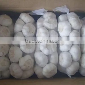 Chinese Garlic thumbnail-2