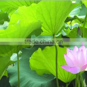 Top Quality Chinese Natural Herb Slimming Tea and Remove Heat Lotus Leaf Herbal Tea thumbnail-5