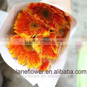 Popular Flower Export Flower Box Tropical Flowers With 70-80cm Long From Yunnan, China thumbnail-1