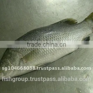 BARRAMUNDI WHOLE ROUND thumbnail-1
