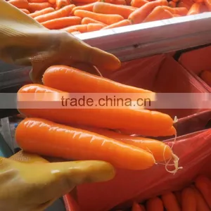 Fresh Preserved Carrots thumbnail-1