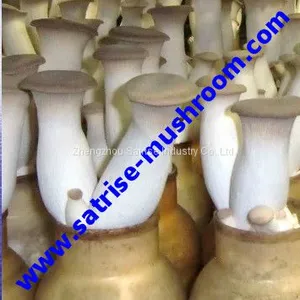 Best Selling Affordable Fair Mushroom Bottle for Autoclave thumbnail-1