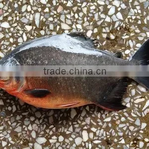 Iced Live Freshwater Fish for Sale thumbnail-1