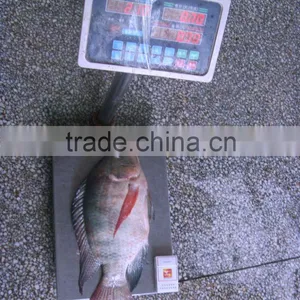 2016 New Stock Whole Frozen Fresh Seafood Price Tilapia on Sale thumbnail-1