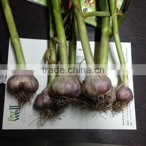 Hot Sale Egyptian Fresh Garlic (Red, White) for Export thumbnail-6