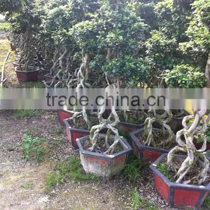 Middle Size Braid Tower Shape Bonsai Ficus Microcarpa thumbnail-1