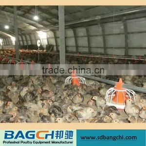 Automatic Complete Poultry Drinker Feeder Equipment thumbnail-5