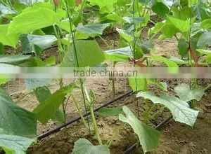 Farm Irrigation Drip Tape for Agriculture Watering 0.2mm Wall Thickness thumbnail-2