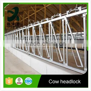 Cattle Headlocks thumbnail-1