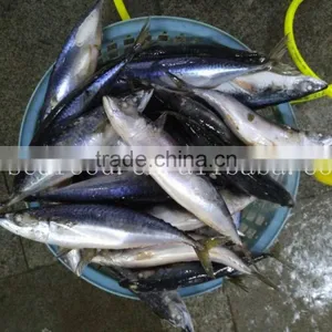 Frozen Pacific Mackerel Seining Catching thumbnail-3