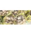 TARO thumbnail-1
