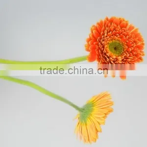 Fresh Cut Golden Sun Single Gerbera From Guangdong thumbnail-4