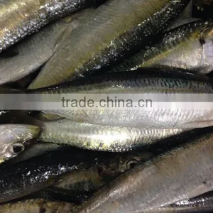 Good Quality 10 KG PER Carton Sardinella Frozen Sardine Fish thumbnail-1