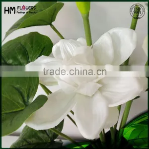 Bonsai Plant Sale thumbnail-2