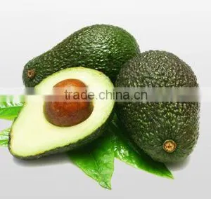 Avocado Oil thumbnail-1