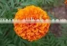 Marigold Extract thumbnail-1