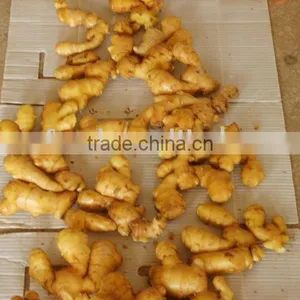 Fresh Ginger thumbnail-1