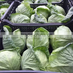 Cruciferous Vegetables Product Type and Fresh Style Cabbage thumbnail-2