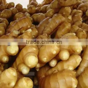 Supply Fresh Ginger in High Quality thumbnail-1