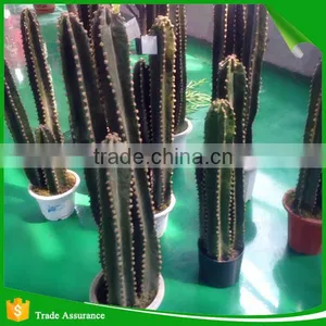 Wholesale Natural Artificial Plastic Cactus Plant thumbnail-2