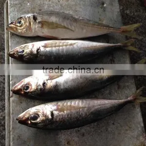 Frozen Fresh Fish Seafood Big Eye Horse Mackerel Whole thumbnail-2