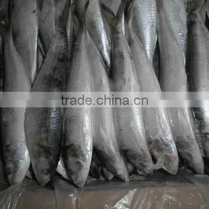 Sardinella Aurita thumbnail-2