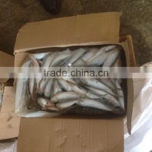 SARDINE BAIT thumbnail-4