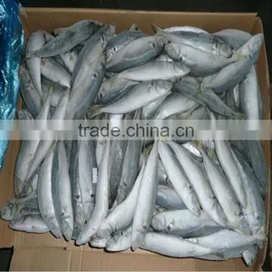 Supplier of Round Scad Yellow Tail Mackerel Scad Fish Seafood Yellow-tail Round Scad thumbnail-1