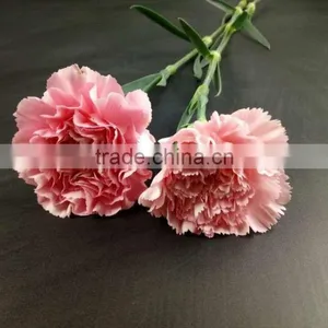 Mother's Day Gifts Fresh Carnation Flower High Quality Fresh Cut Carnation Wholesale From Yunnan thumbnail-6